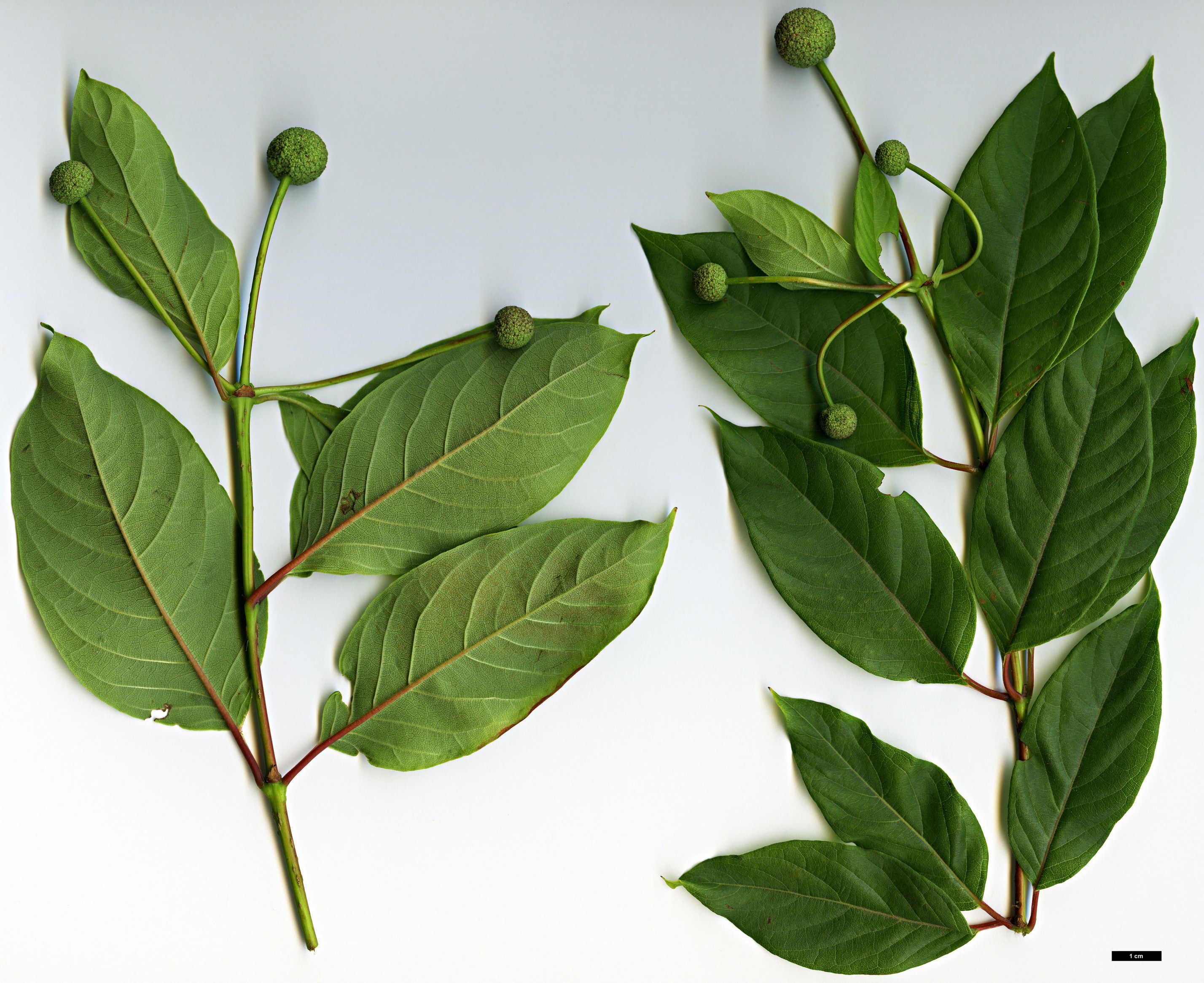 High resolution image: Family: Rubiaceae - Genus: Cephalanthus - Taxon: occidentalis